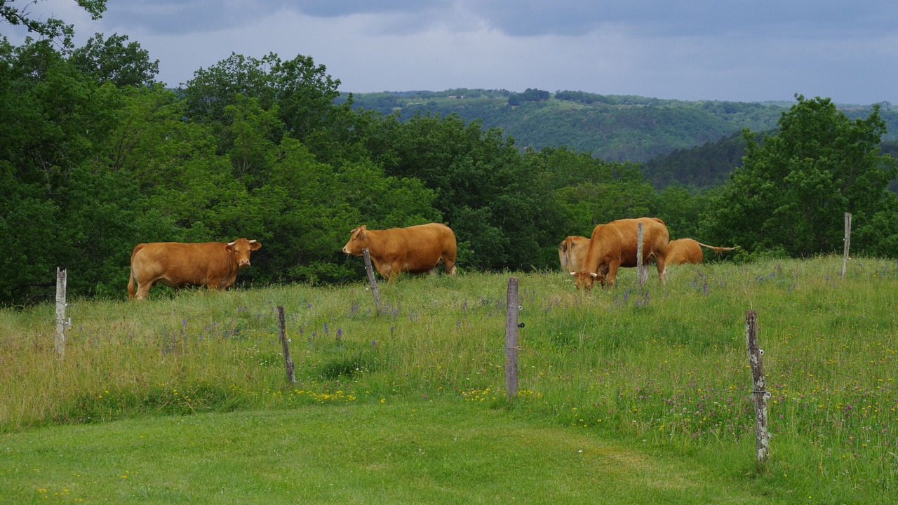 Photo of Outdoor in Cenac-et-Saint-Julien