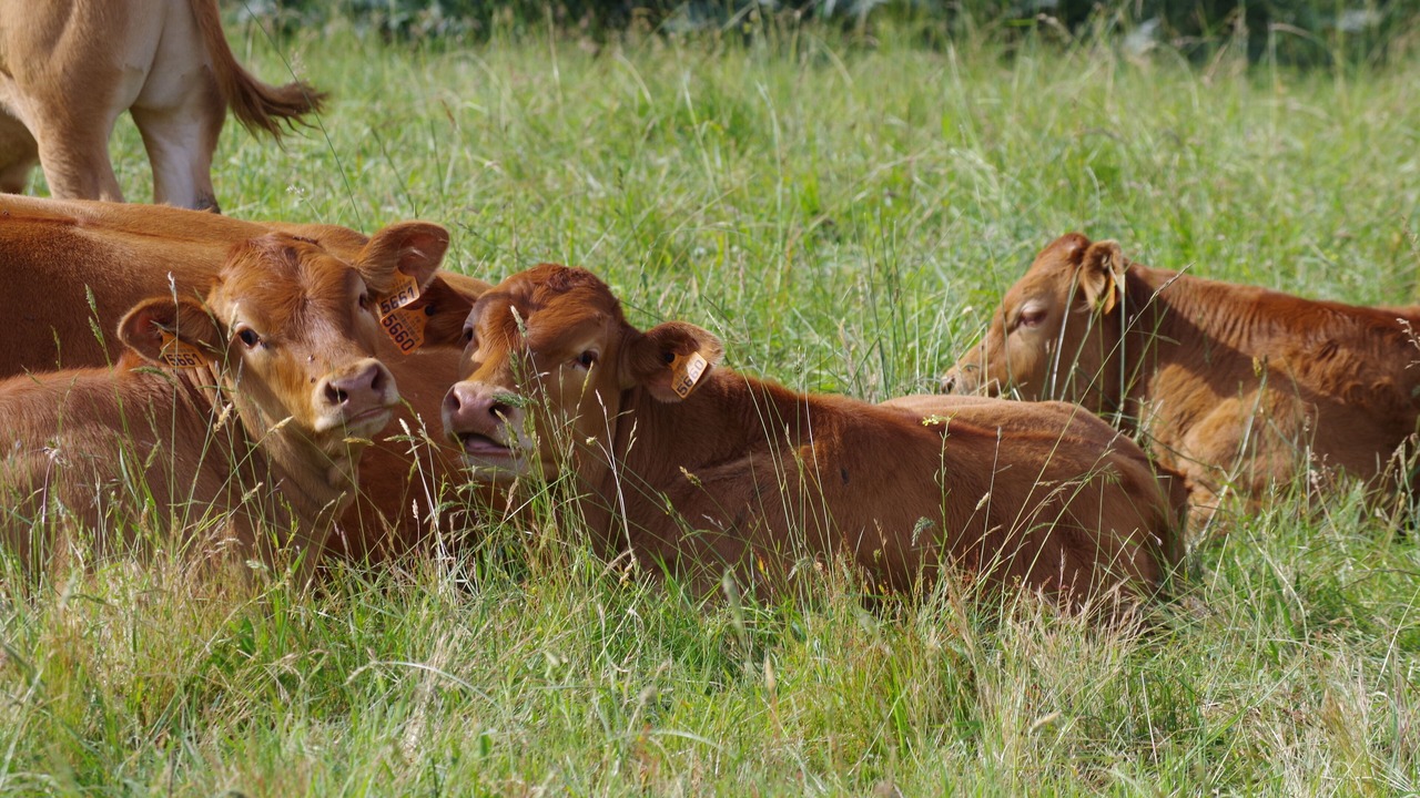 Photo of Outdoor in Cenac-et-Saint-Julien