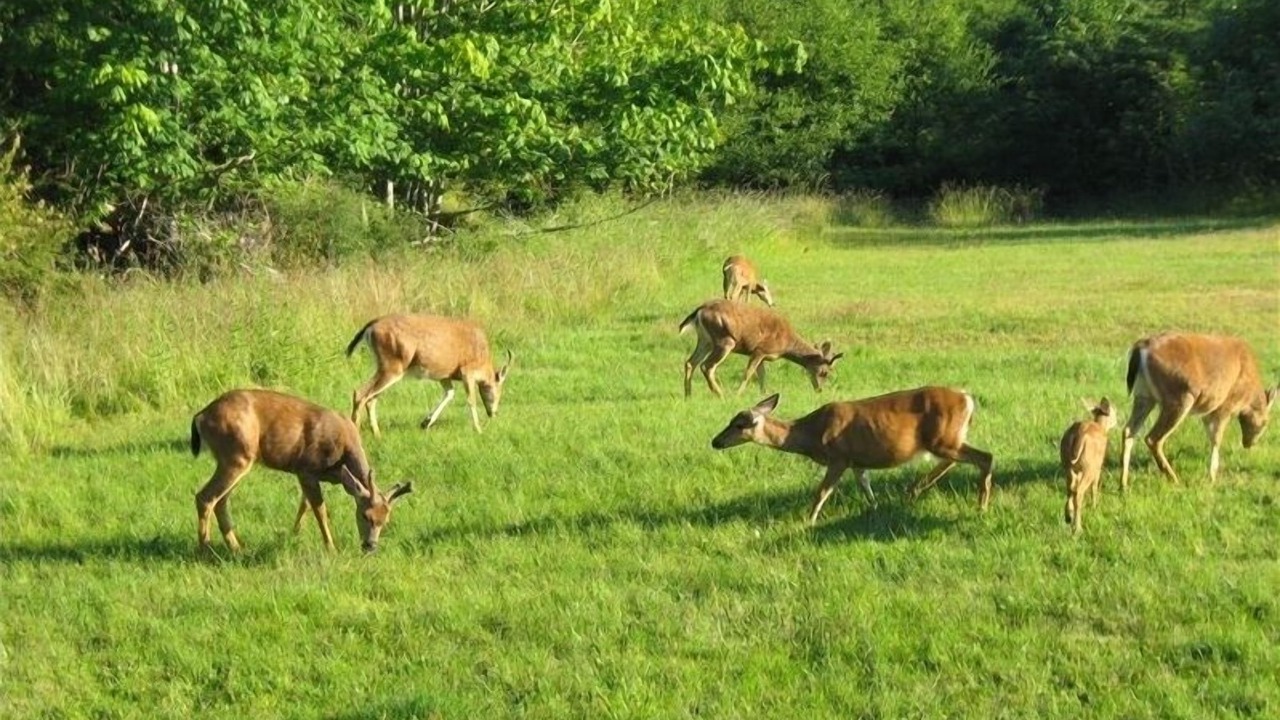 Photo of Others in Lopez Island