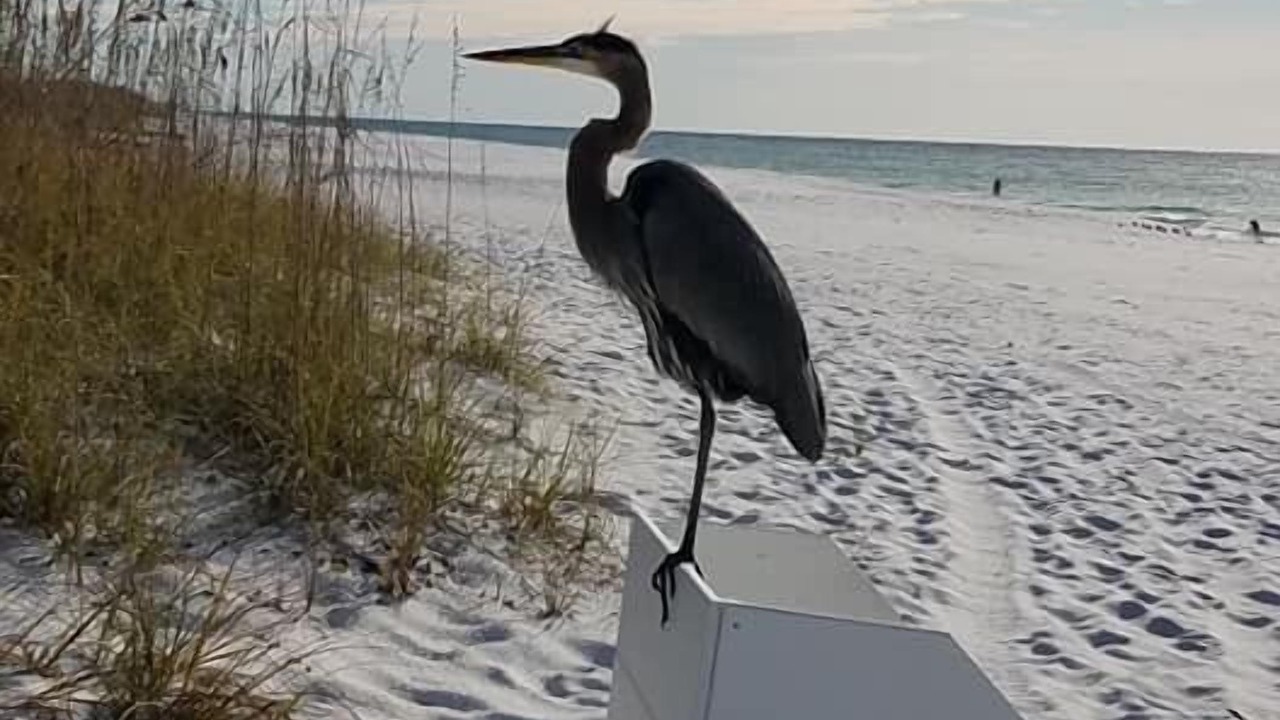 Photo of Others in Navarre Beach