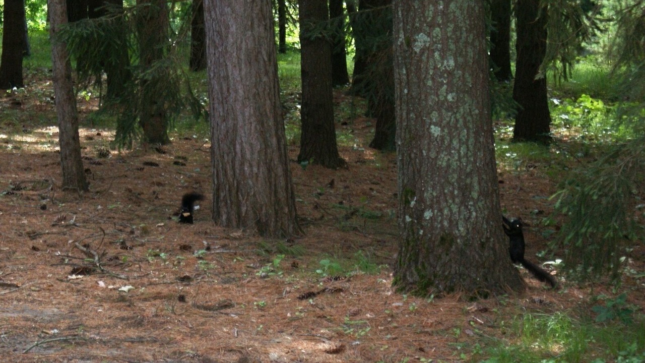 Photo of Others in Nisswa