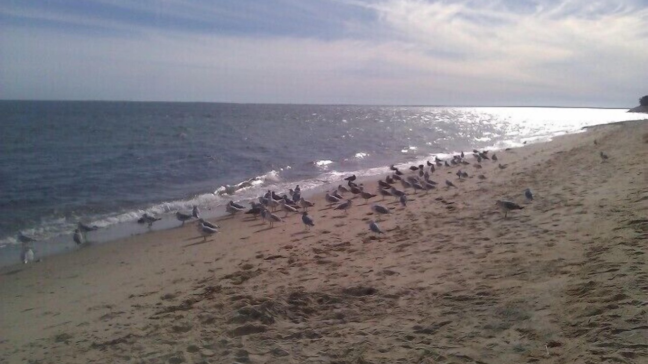 Photo of Others in Mashpee