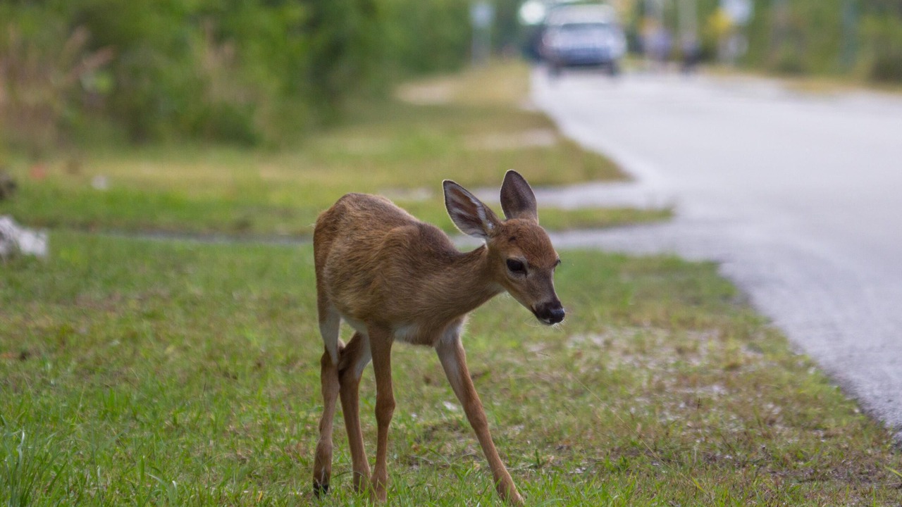 Photo of Outdoor in Big Pine Key