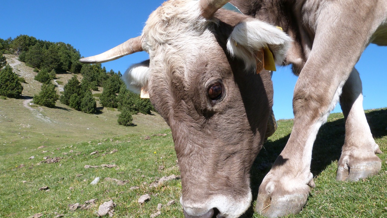 Photo of Outdoor in Llo