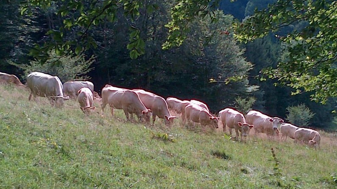 Photo of Outdoor in Portet-d'Aspet