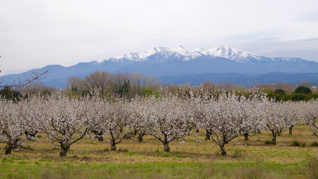 Photo of Outdoor in Maureillas-Las-Illas