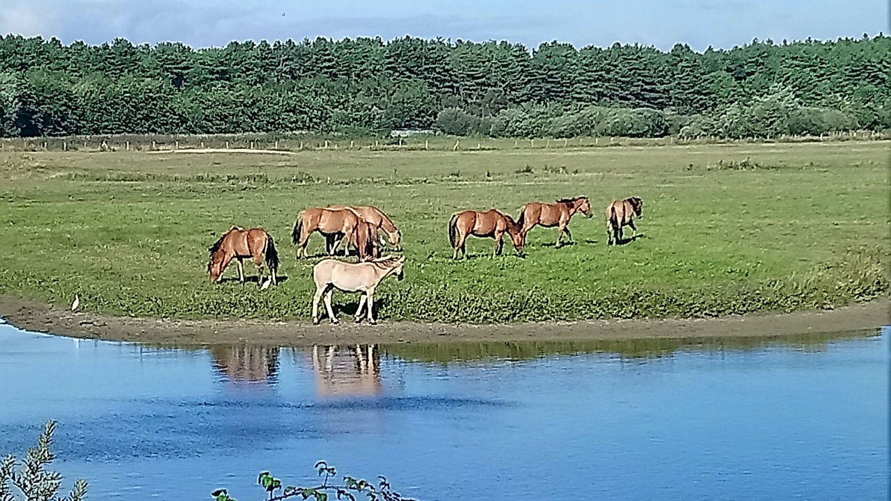 Photo of Others in Le Crotoy