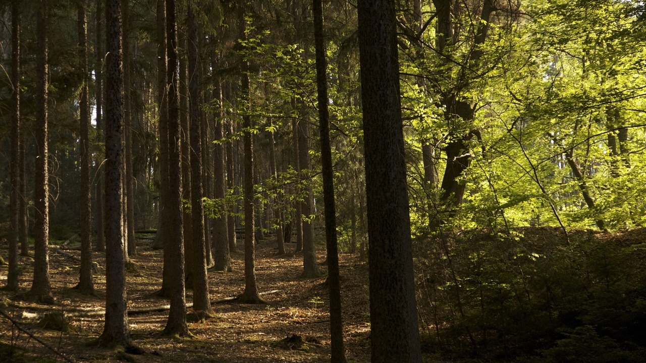 Photo of Outdoor in Cleebourg