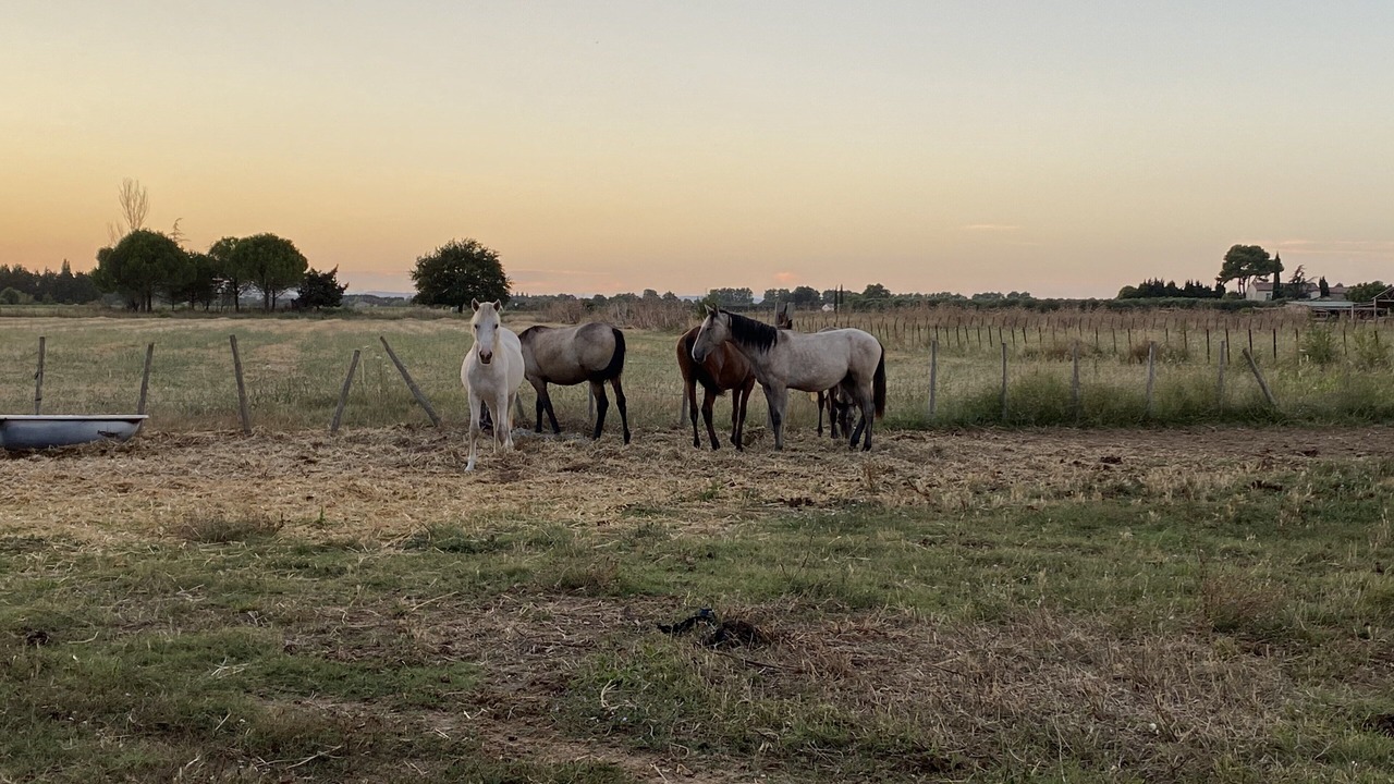 Photo of Outdoor in Mauguio