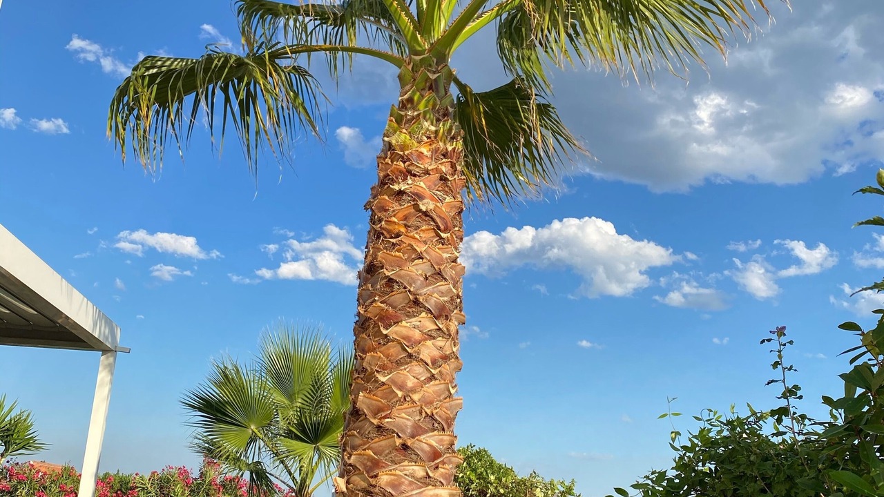 Photo of Outdoor in Mauguio
