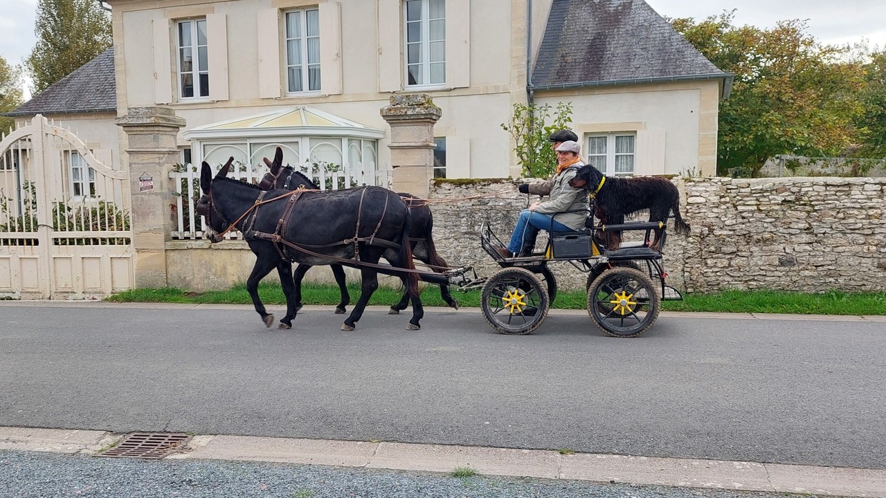Photo of Others in Saint-Come-de-Fresne