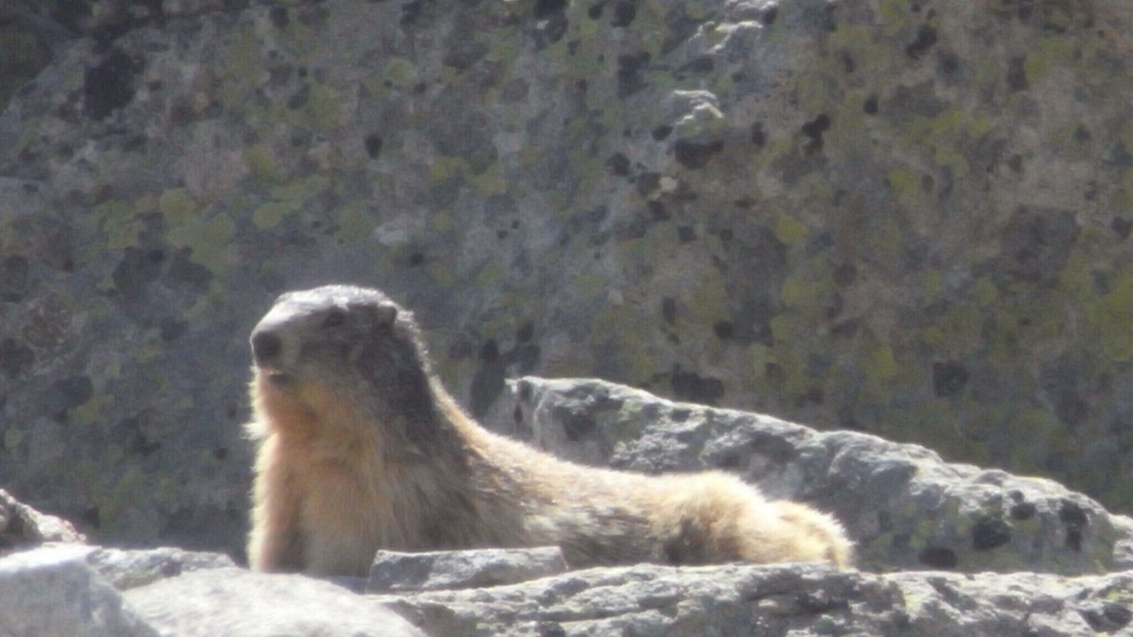 Photo of Others in Arrens-Marsous
