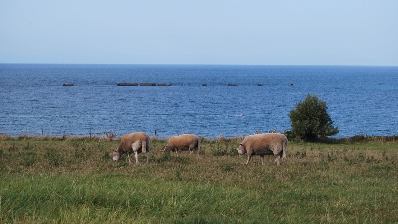 Photo of Others in Asnelles