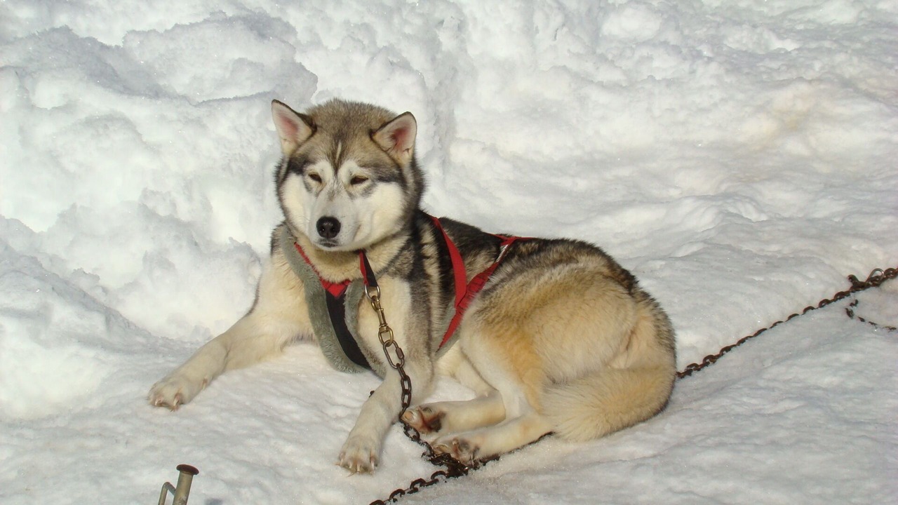 Photo of Others in Premanon