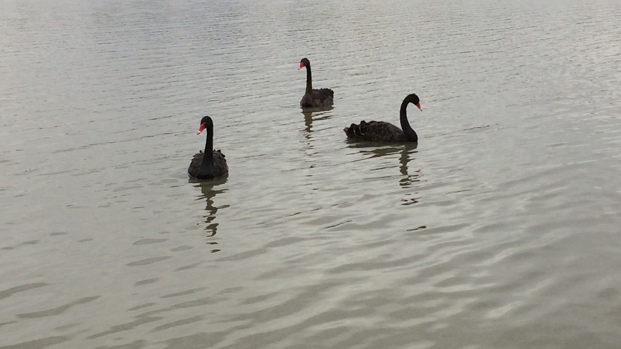 Photo of Others in Mannum
