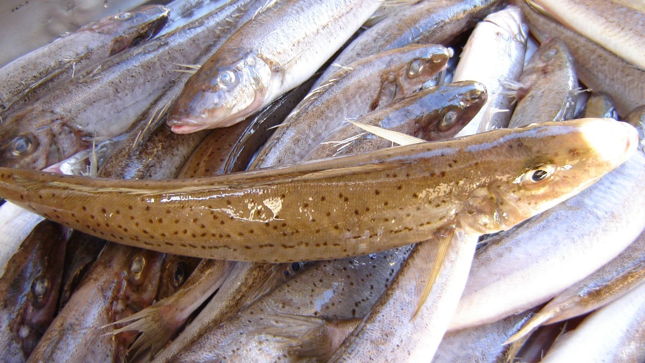 Photo of Others in Dalrymple