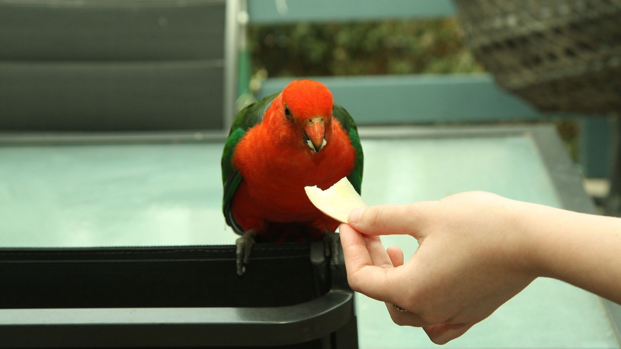 Photo of Others in Anglesea