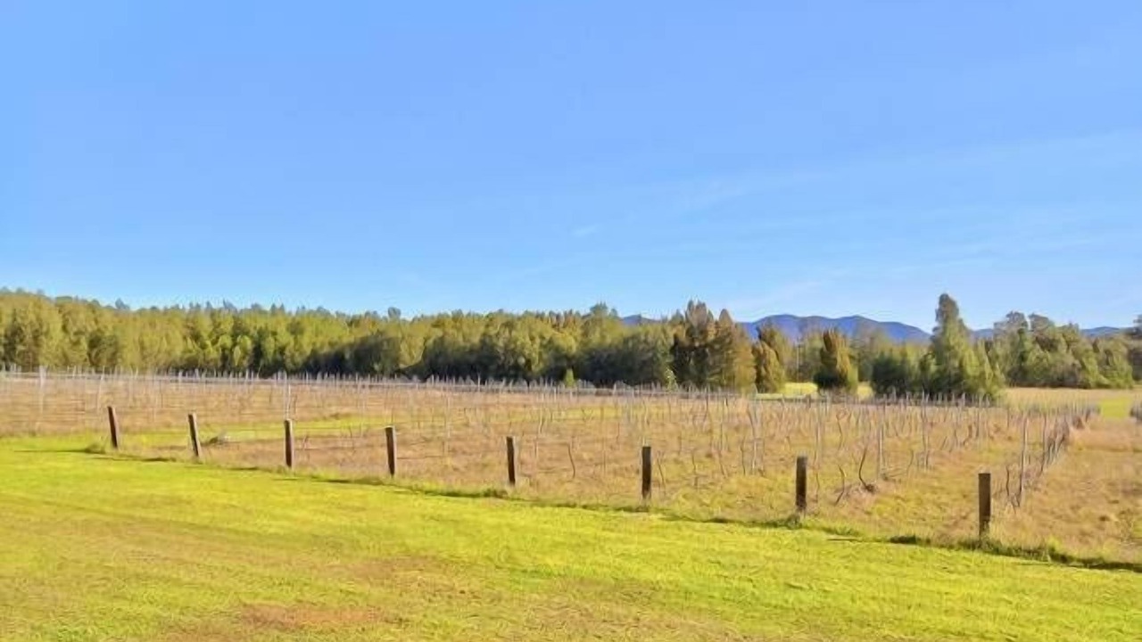 Photo of Outdoor in Pokolbin