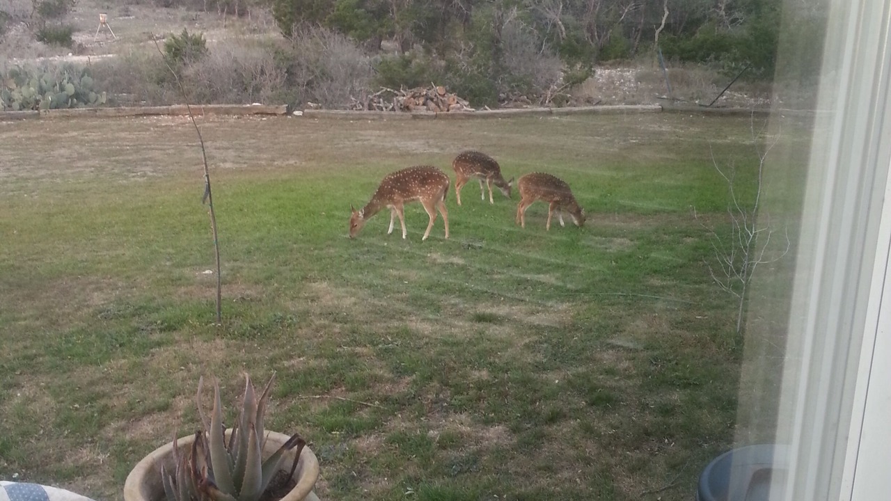Photo of Others in Kerrville