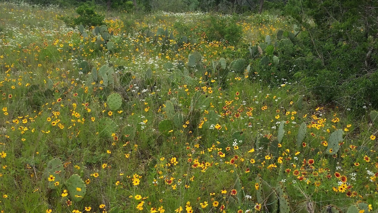 Photo of Others in Kerrville