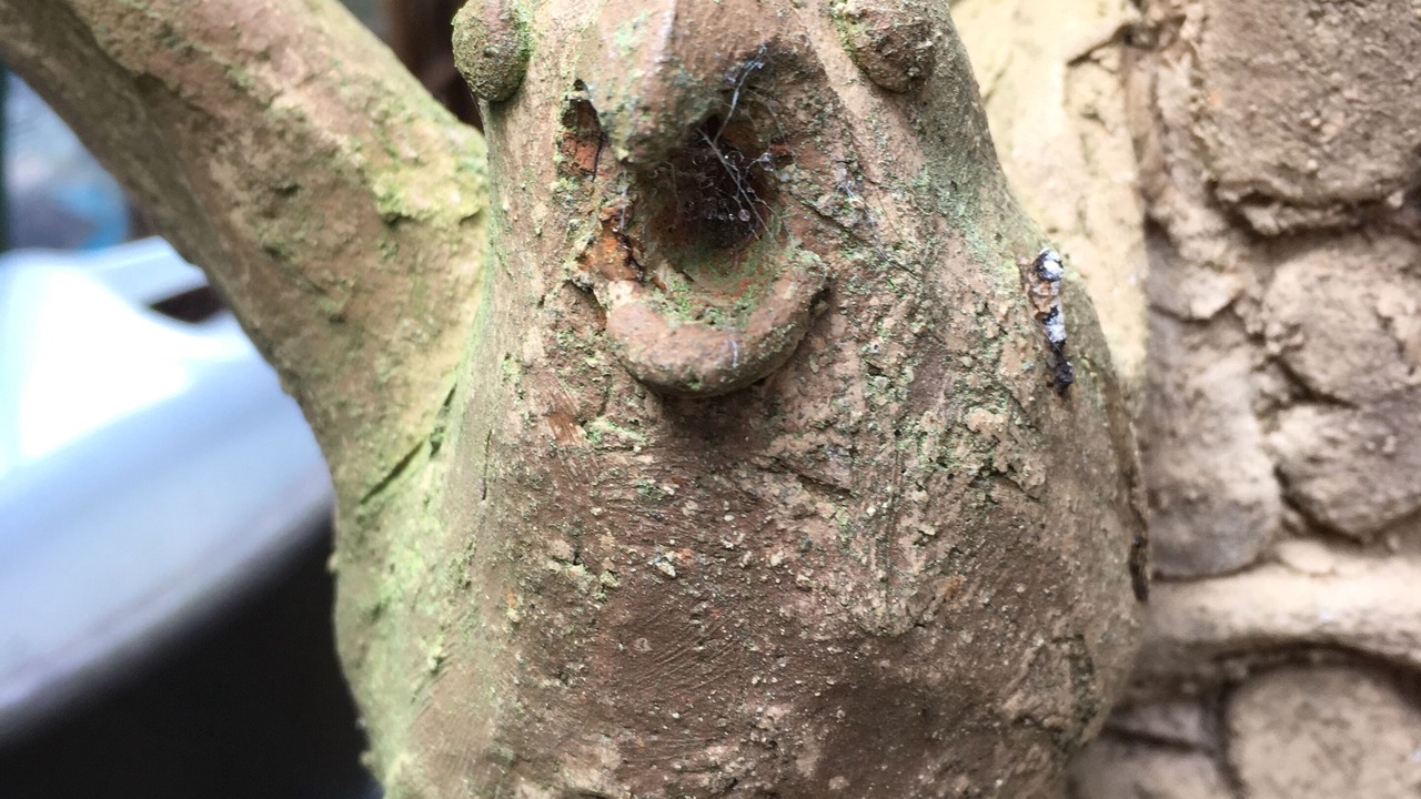 Photo of Outdoor in Bellingen