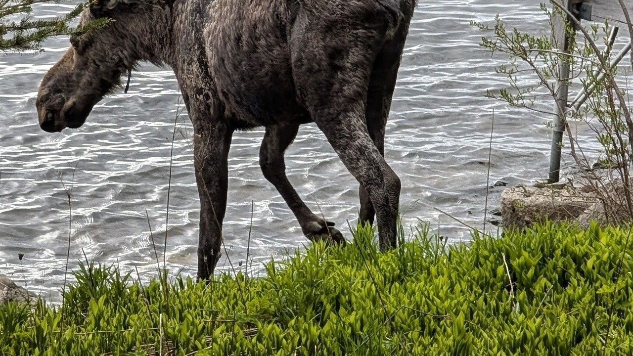 Photo of Others in Rangeley