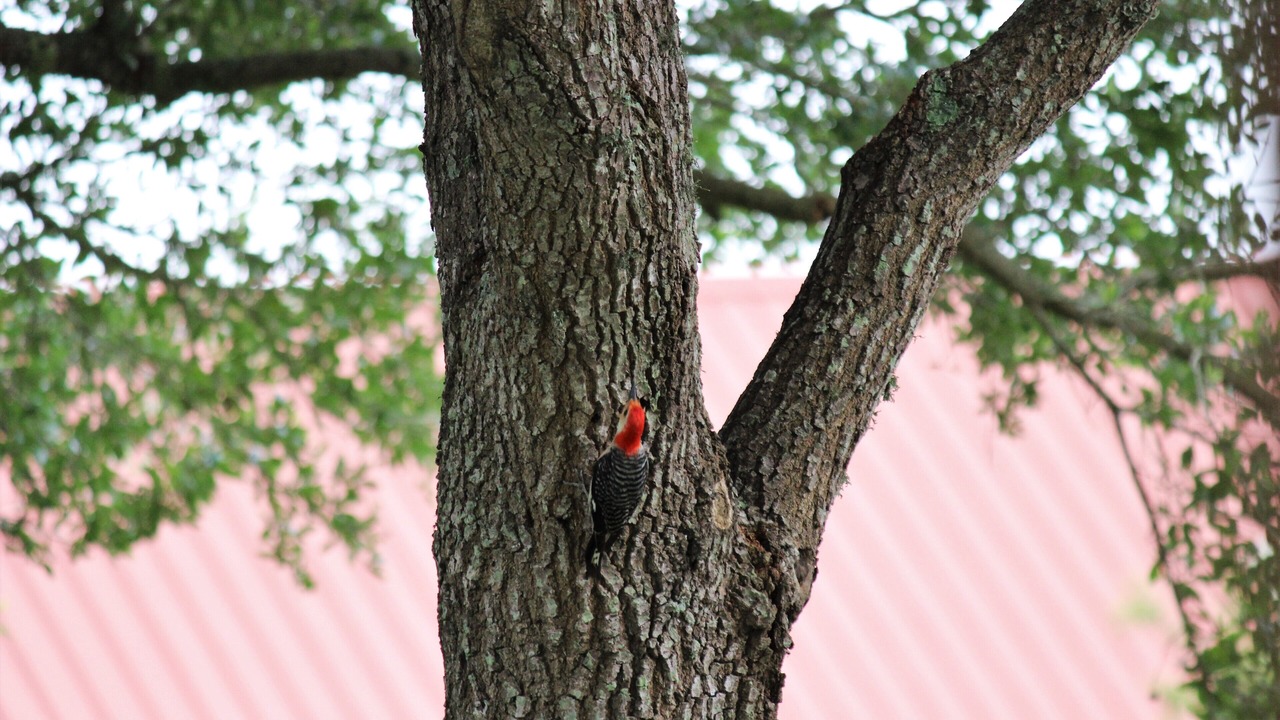 Photo of Outdoor in Brenham