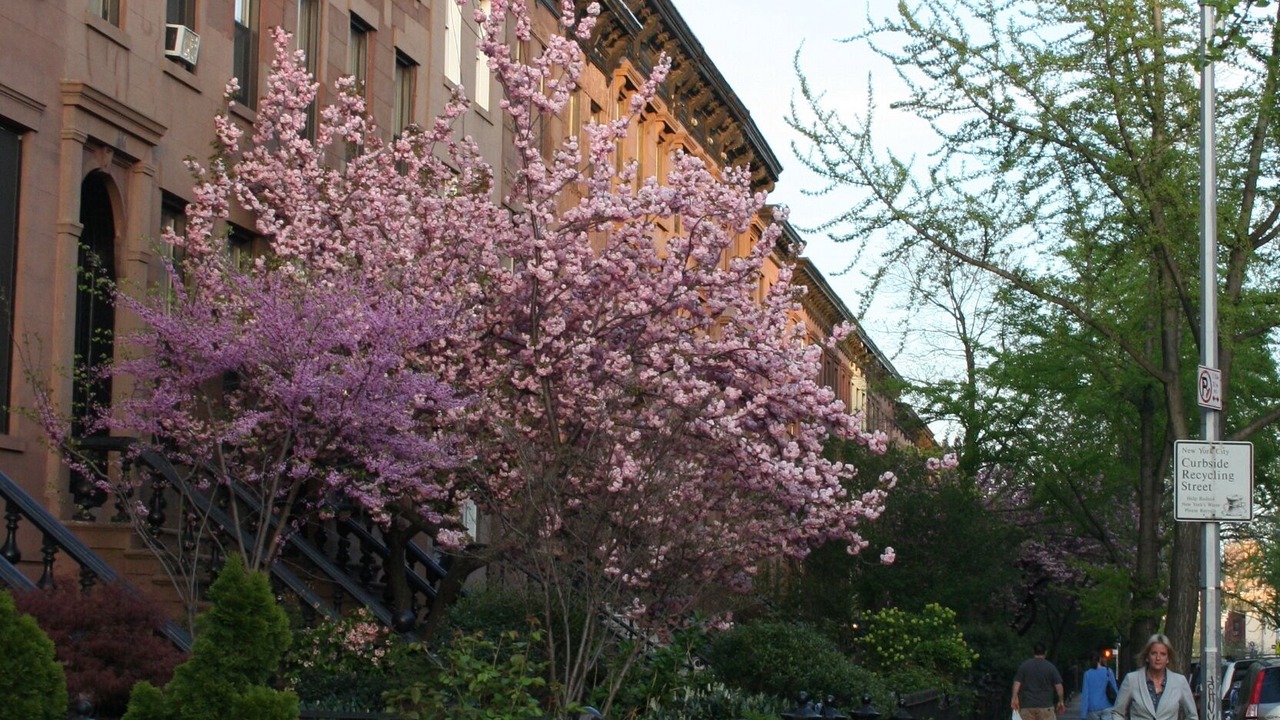 Photo of Others in Carroll Gardens