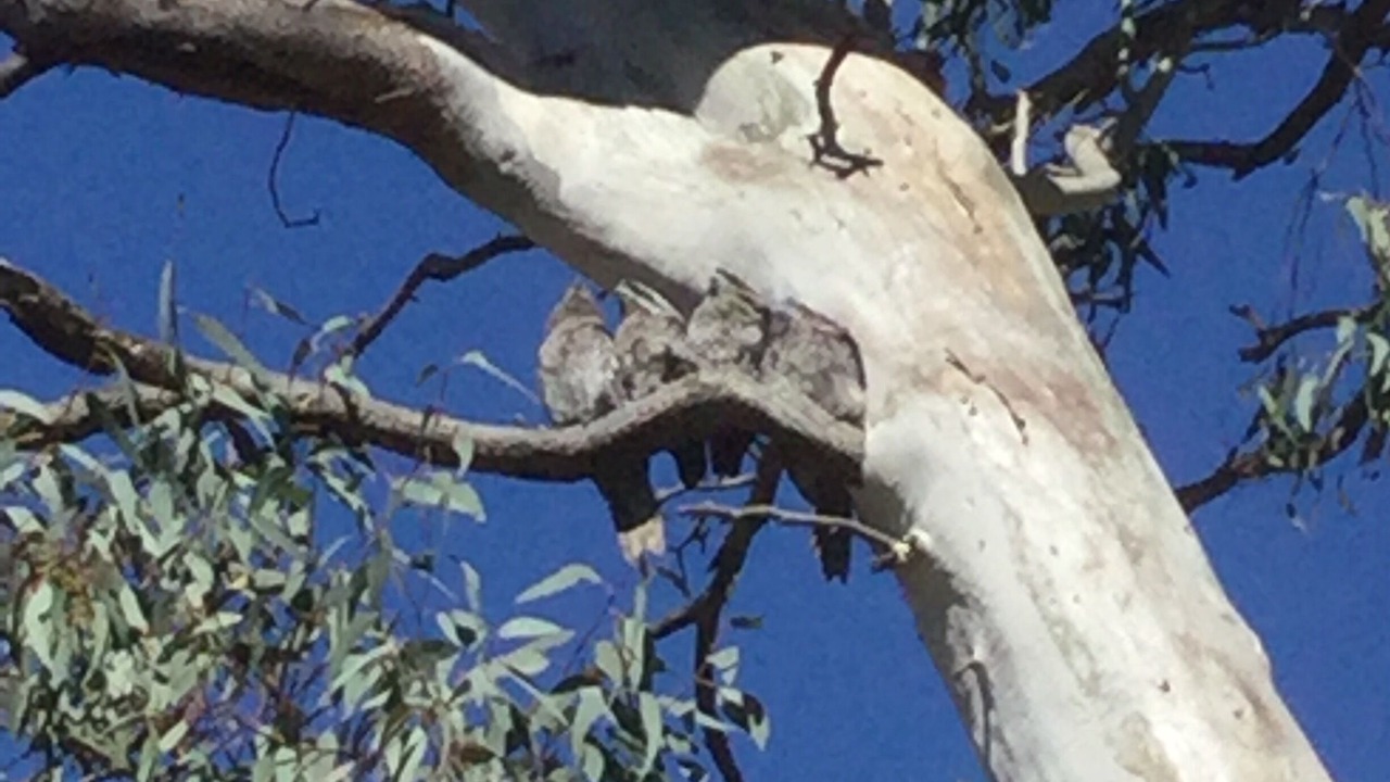 Photo of Outdoor in McLaren Flat