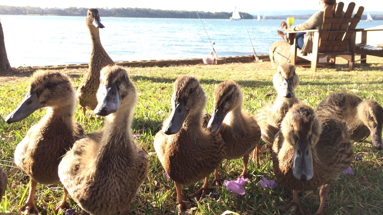 Photo of Others in Mannering Park