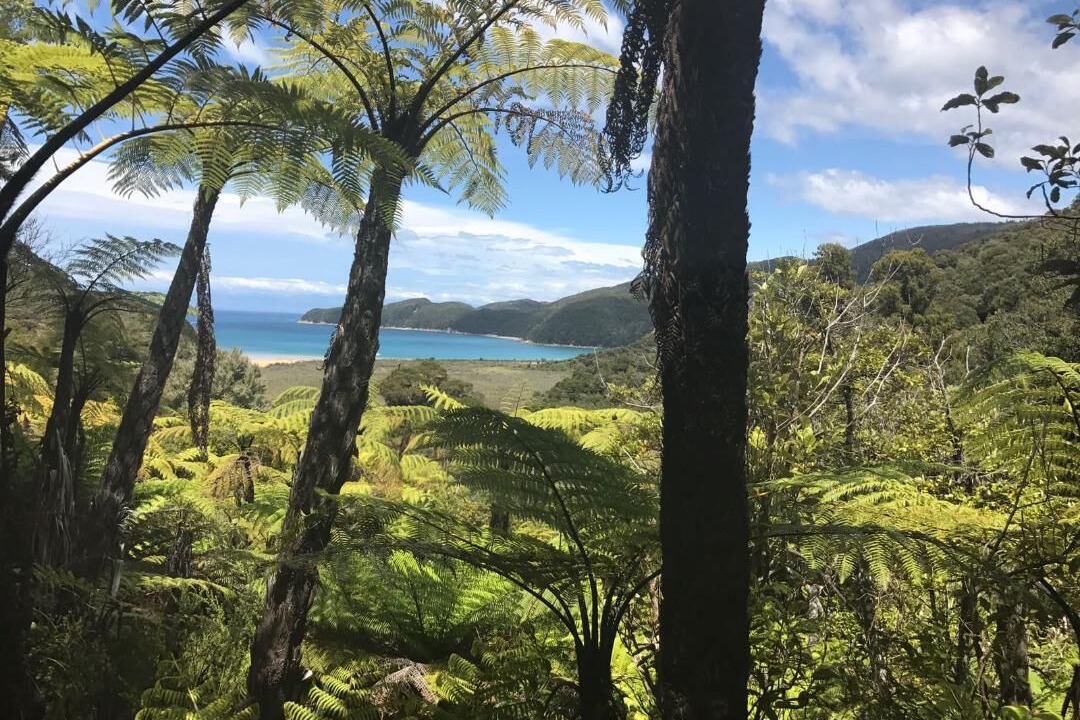 Photo of Others in Ngaio Bay