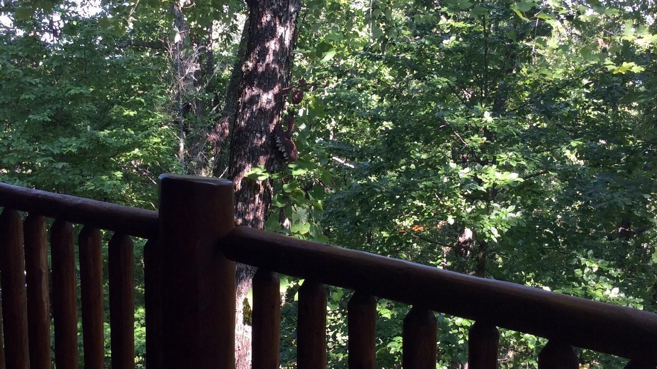 Photo of Outdoor in Sevierville