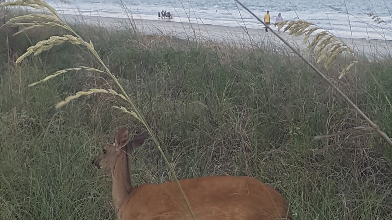Photo of Others in Sea Pines