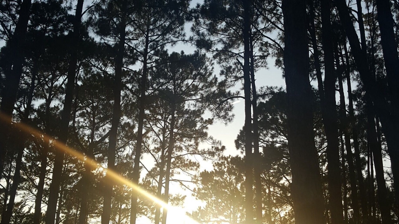 Photo of Others in Sea Pines