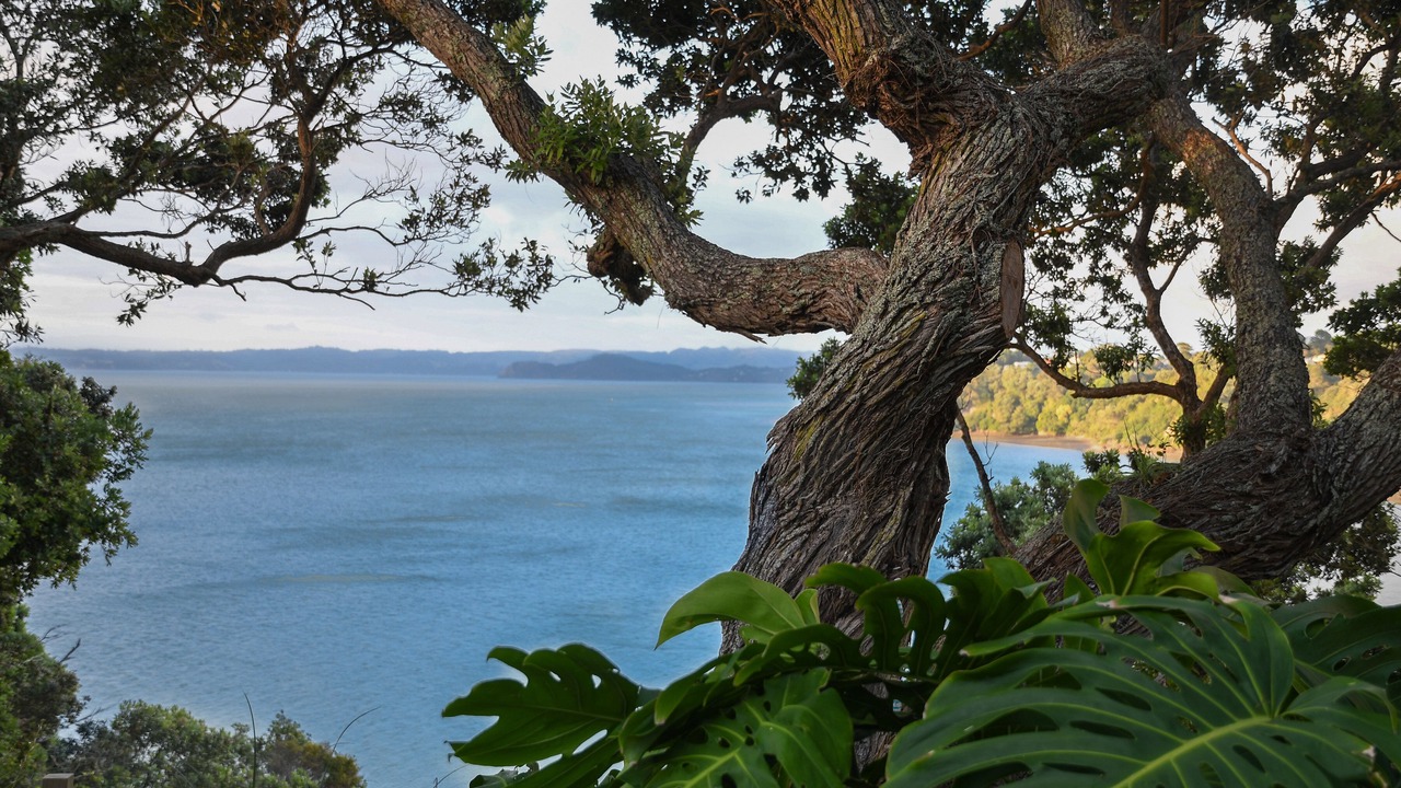 Photo of Others in Titirangi