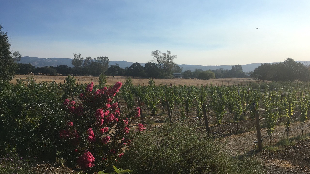 Photo of Outdoor in Sonoma