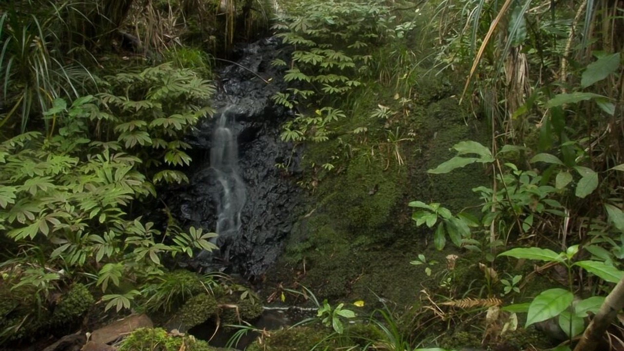 Photo of Others in Piha
