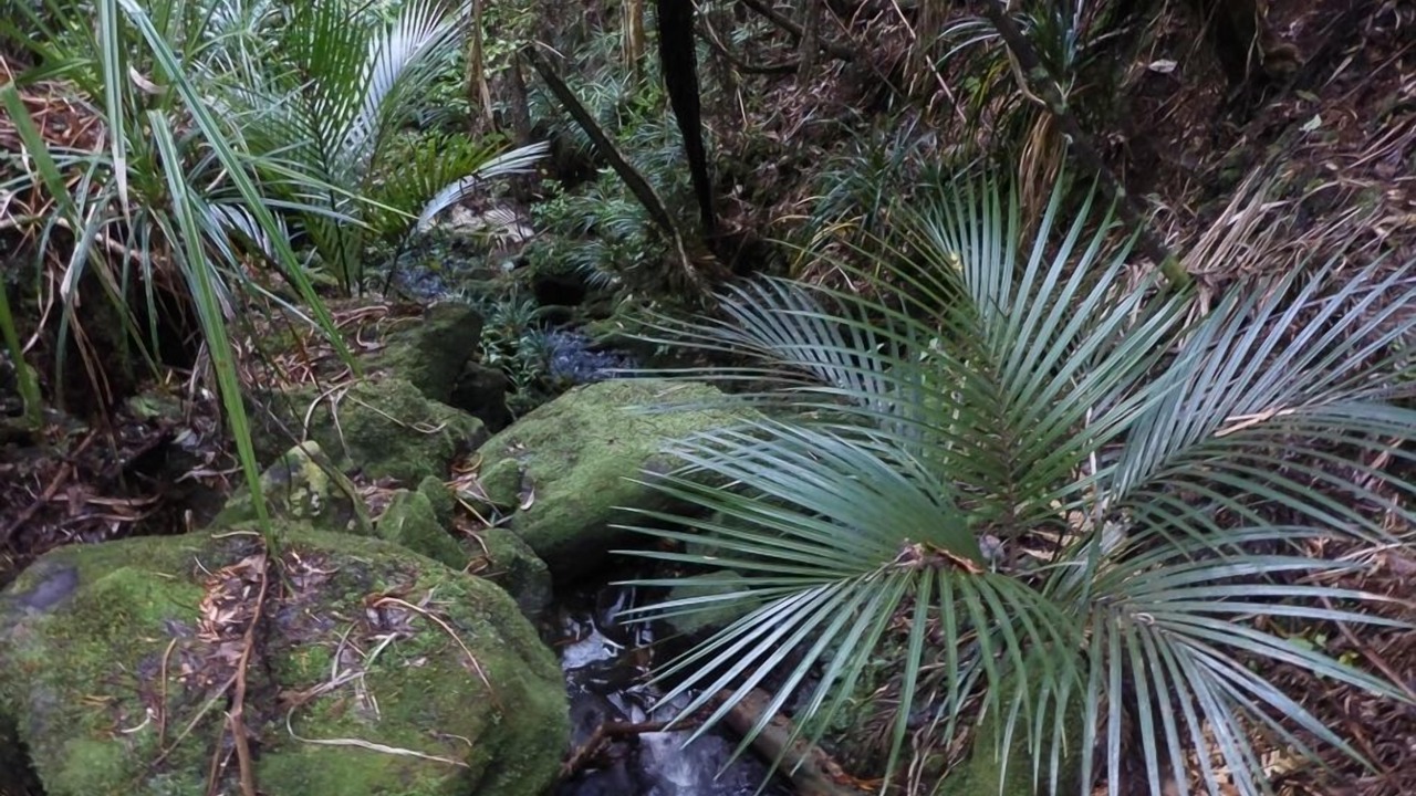 Photo of Others in Piha