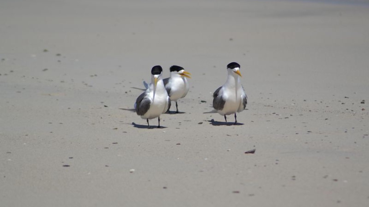 Photo of Others in Duncan