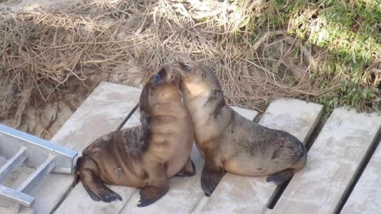 Photo of Others in Duncan