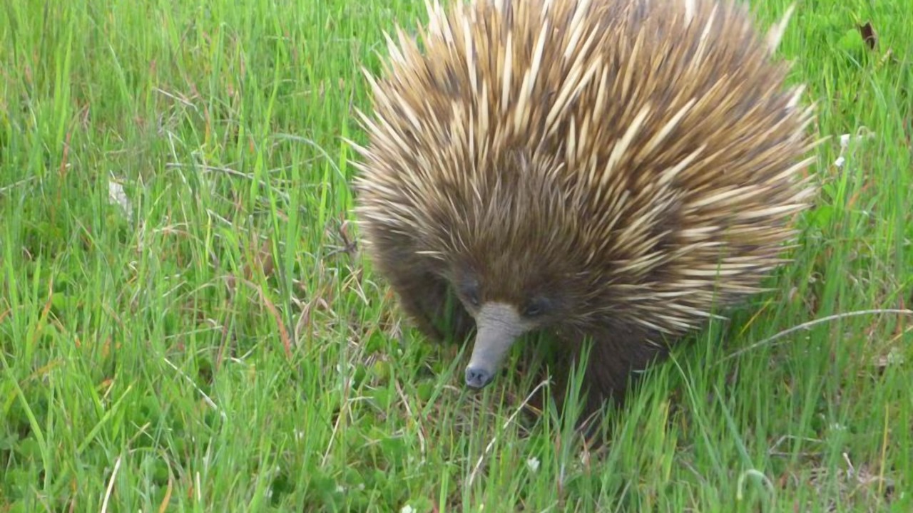 Photo of Others in Duncan