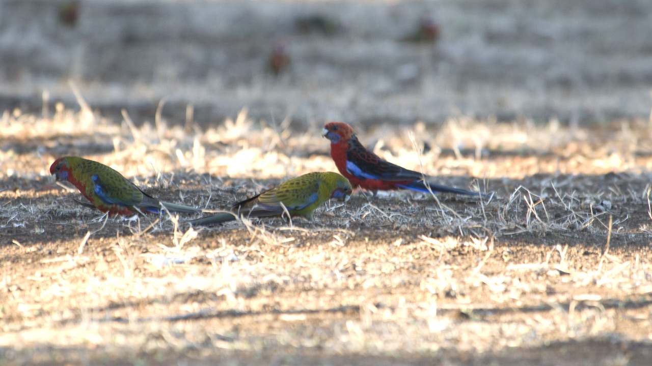 Photo of Others in Duncan