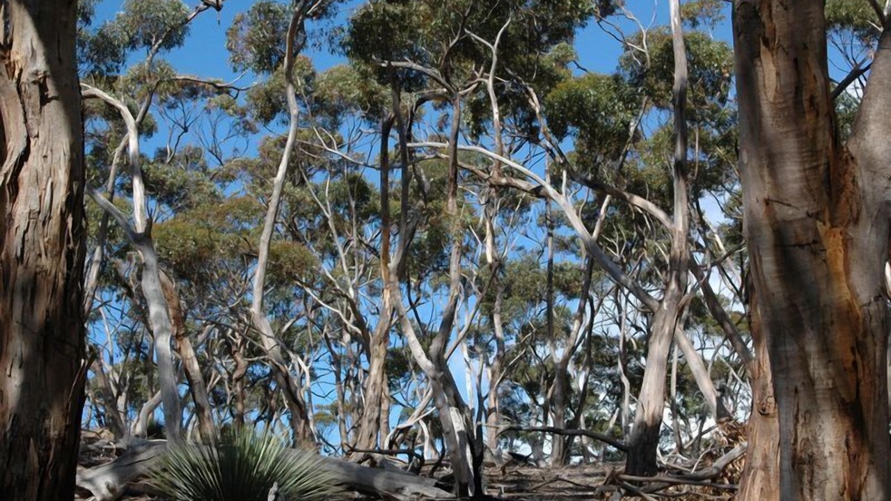 Photo of Others in Duncan