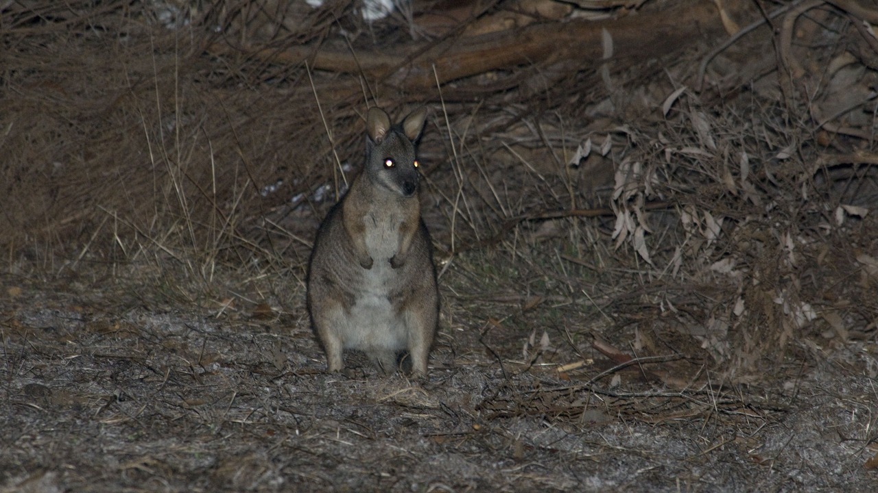 Photo of Others in Duncan