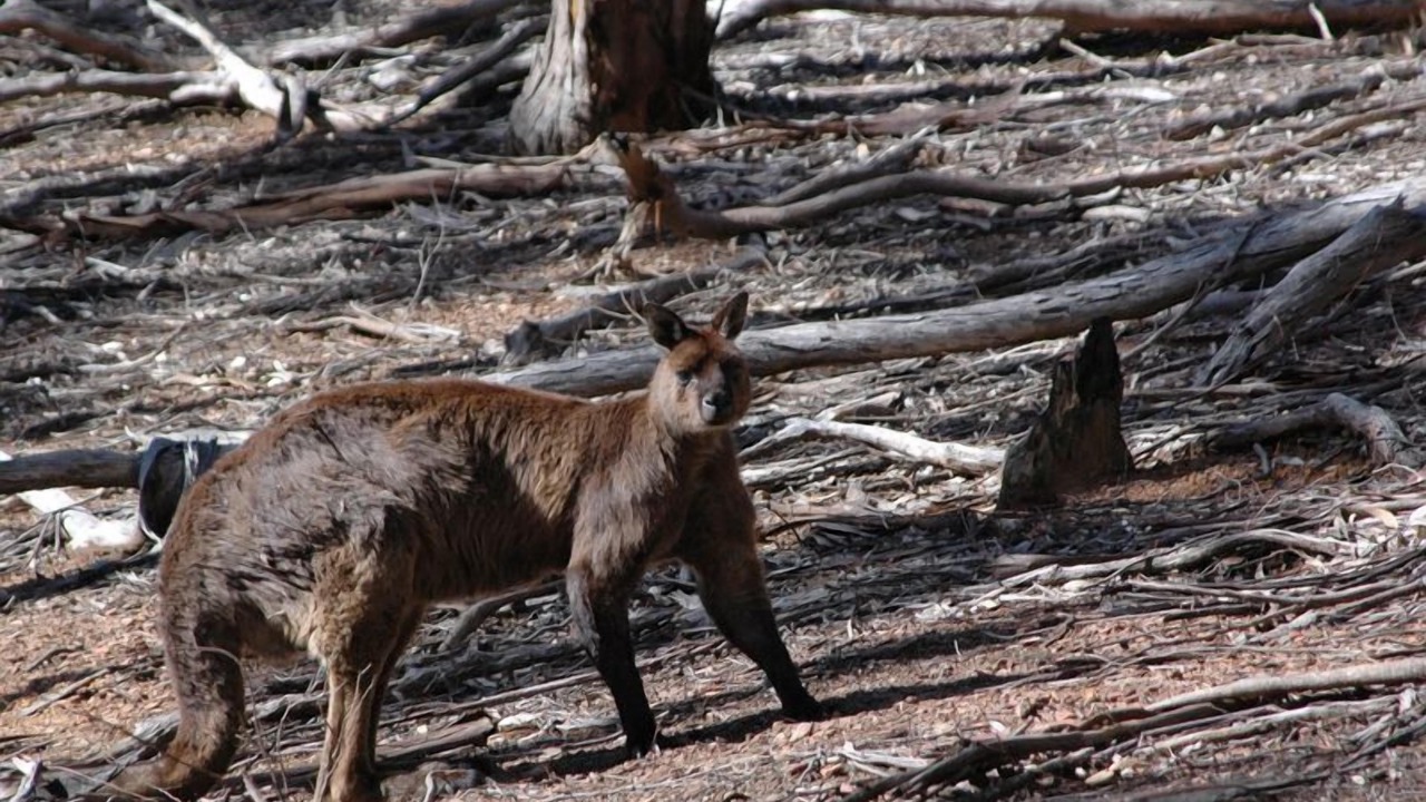 Photo of Others in Duncan