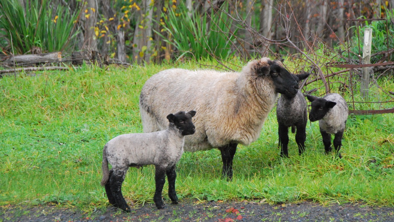 Photo of Outdoor in Back Valley