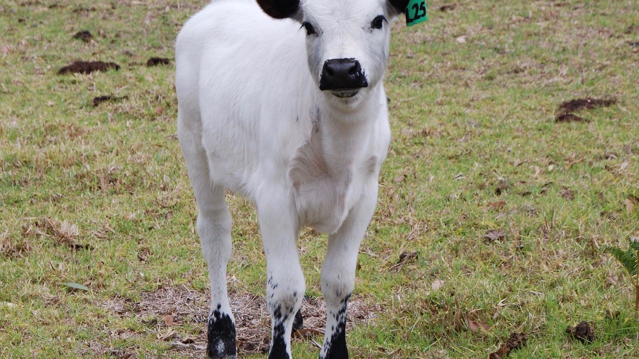 Photo of Others in Back Valley