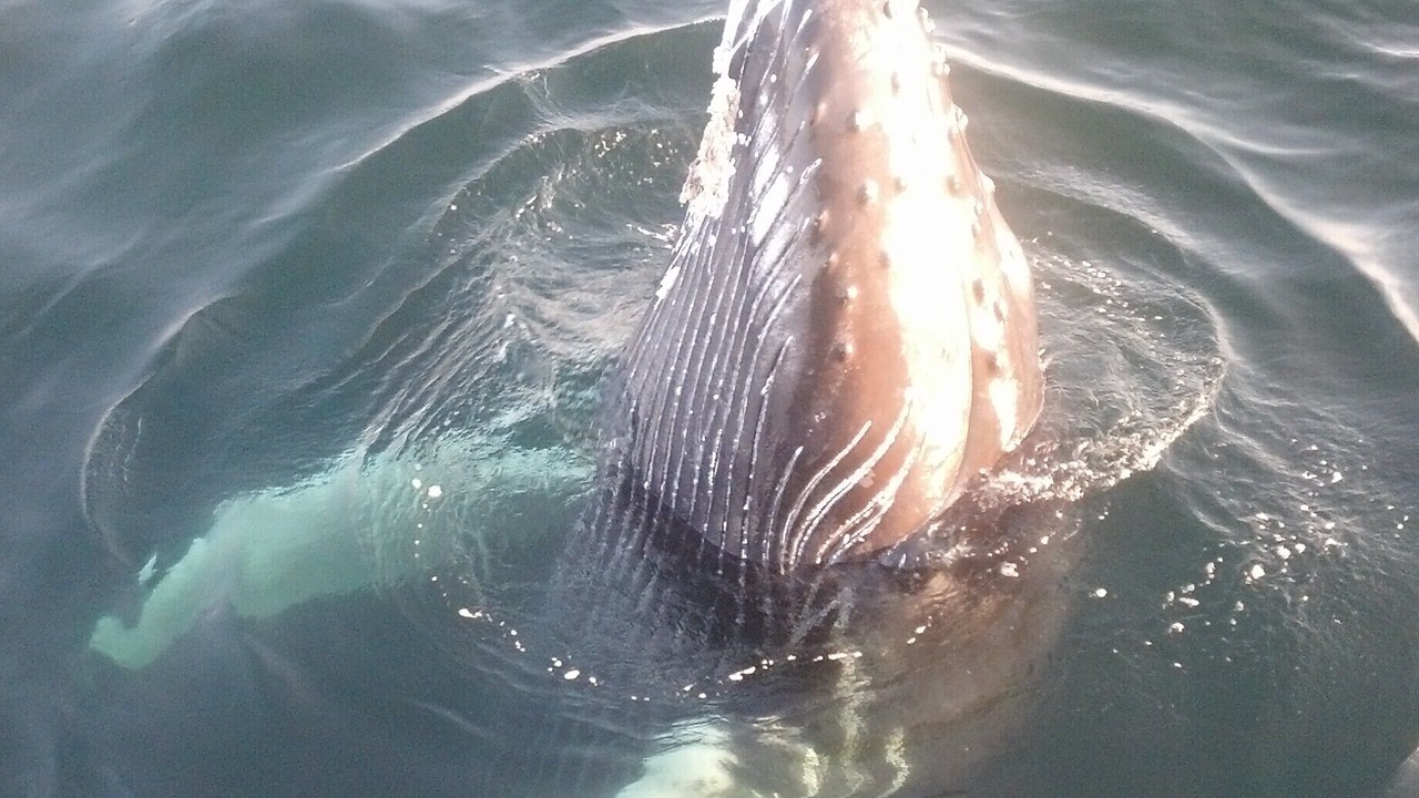 Photo of Others in West Brewster