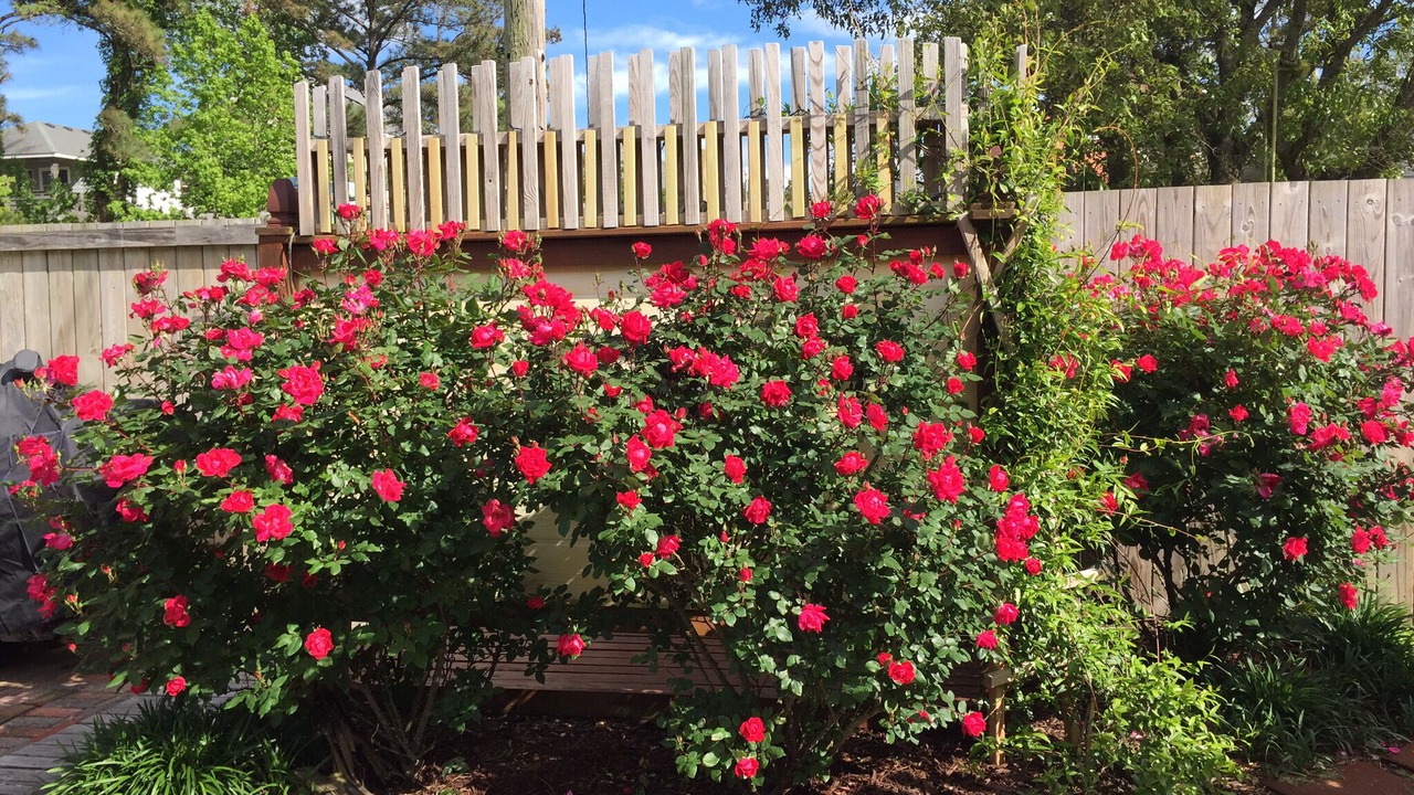 Photo of Outdoor in Nags Head