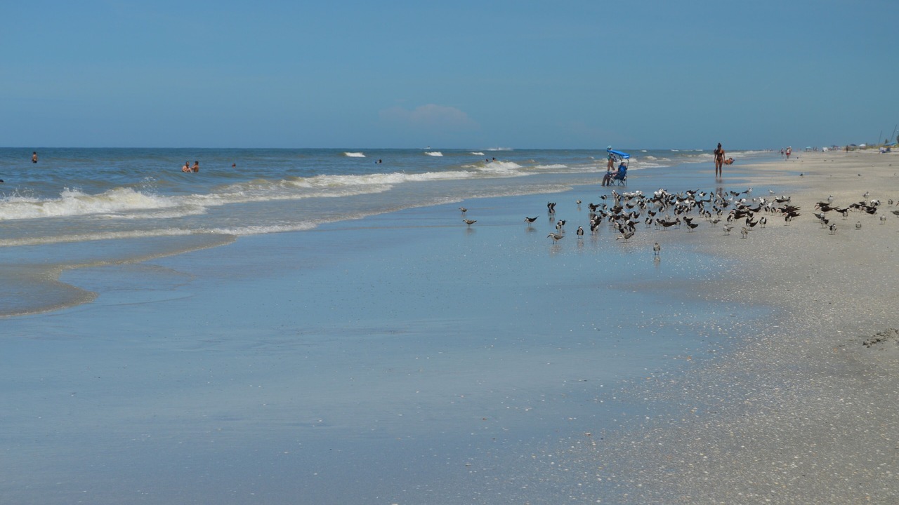 Photo of Others in Indian Shores